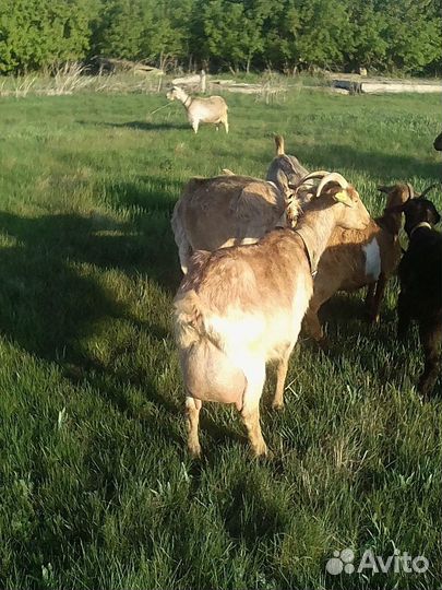 Альпийские козы и козлы