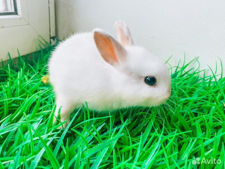 Карликовый кролик - размером с ладонь