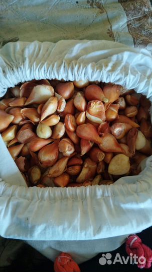 Луковицы тюльпанов