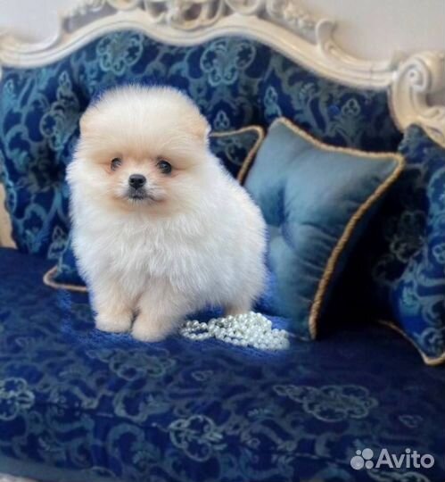 Девочка и мальчик померанский шпиц мини