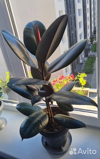 Фикус каучуконосный большой