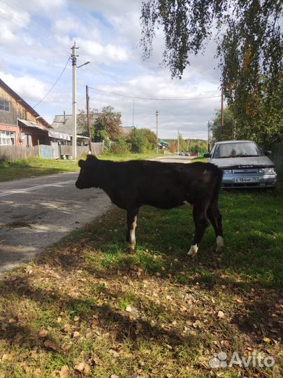 Продам телочек