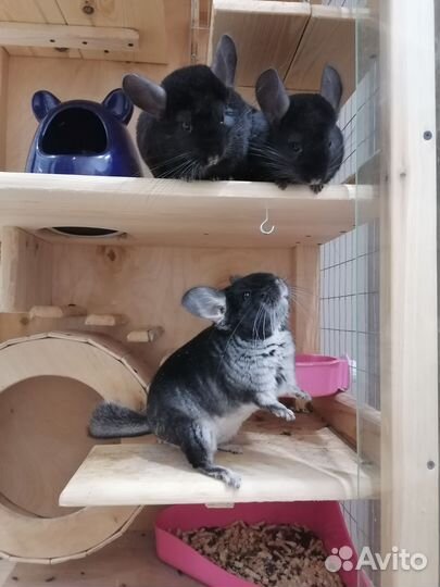 Шиншилла экстра темная гомоэбони