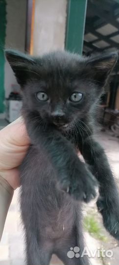 Отдаются котята в добрые руки