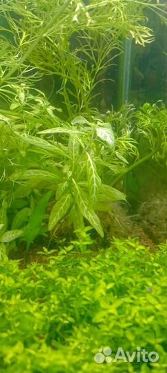 Папоротник Индийский и Гигрофила многосеменная