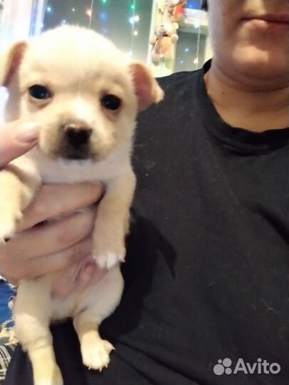 Маленькие щеночки