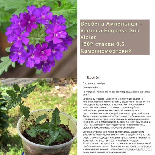 Дельфиниум многолетний, Ампельная Вербена