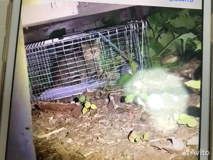 Аренда котоловки на Визе