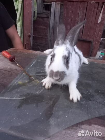 Продам кроликов