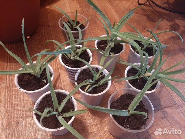 Алоэ лечебный