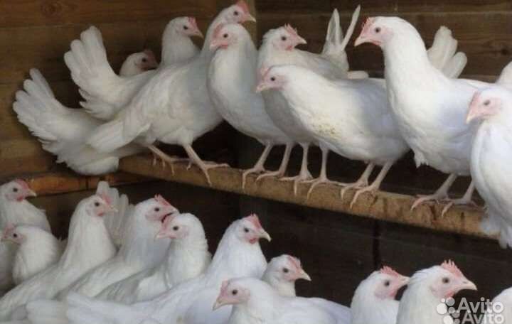 Леггорн и Коралл