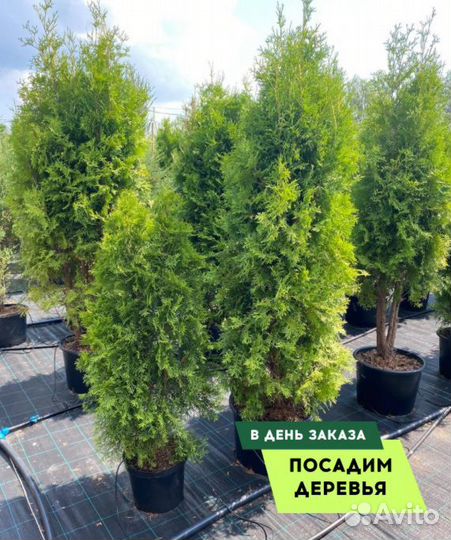 Туя западная Смарагд