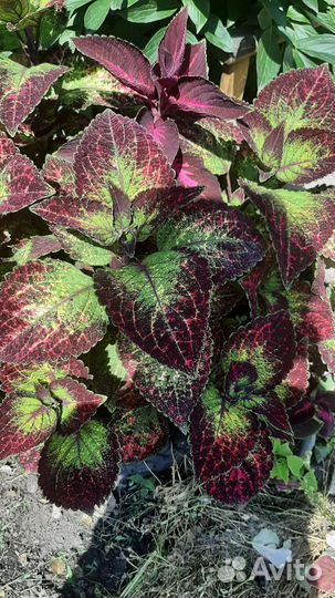 Колеусы вегетативные