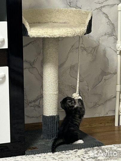 Котенок метис в добрые руки