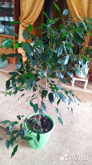 Фикус большой
