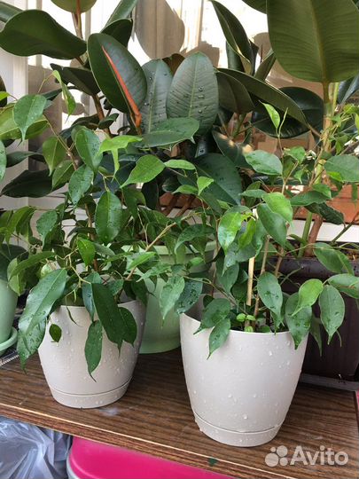 Фикус Бенджамина 50см бенжамин