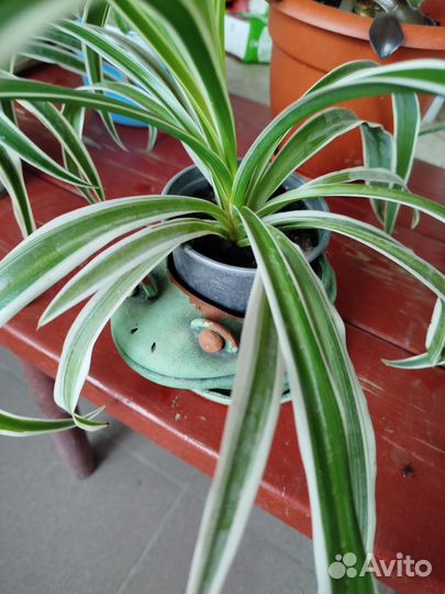 Комнатные цветы