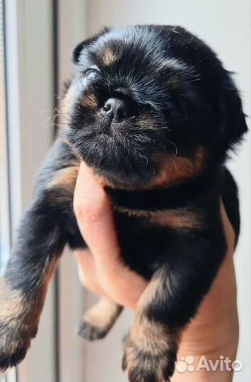 Щенки гриффона