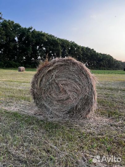 Сено в тюках