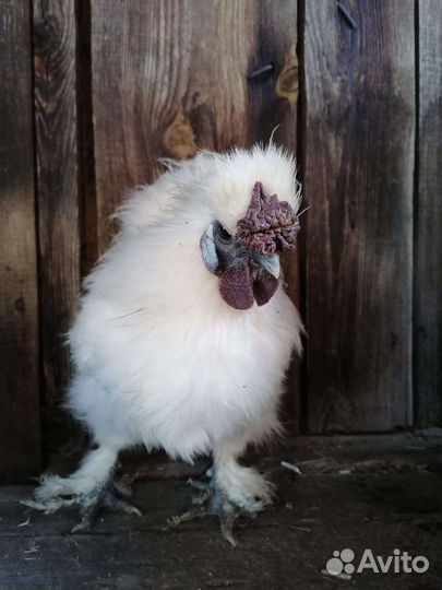 Петух китайский шелковый