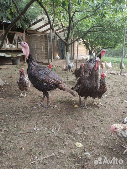 Индюк, индюшки, продажа живым весом