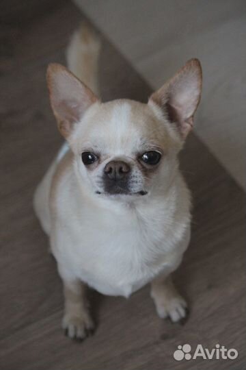Кобель чихуахуа для вязки