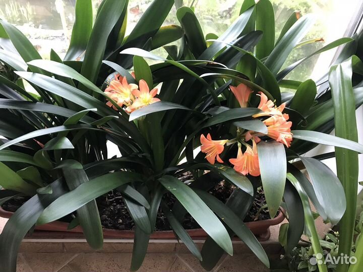 Кливия киноварная персикового цвета