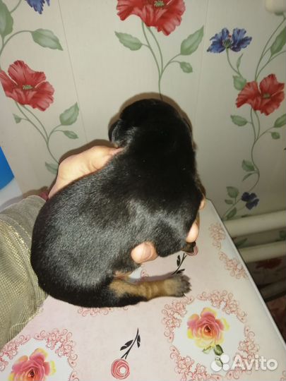 Щенки добермана