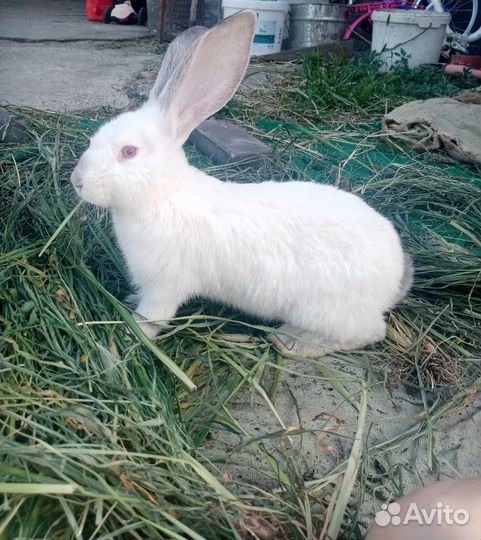 Продаются кролики
