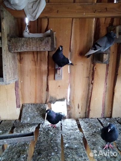 Голуби курские