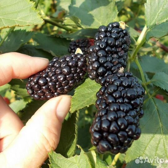 Саженцы ежевики