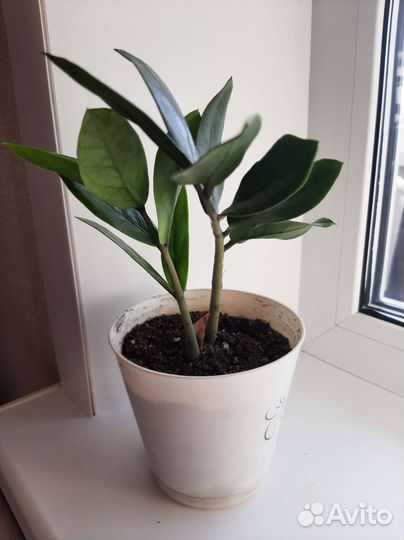 Замиокулькас