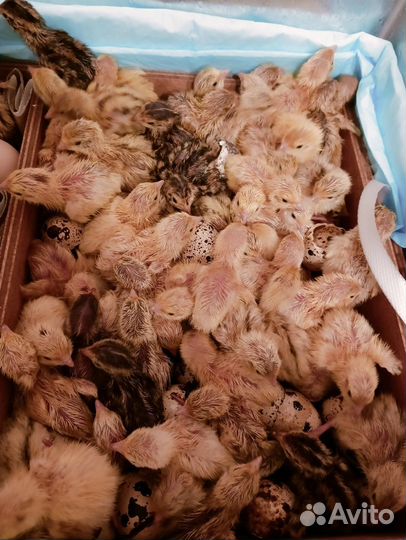 Перепелята