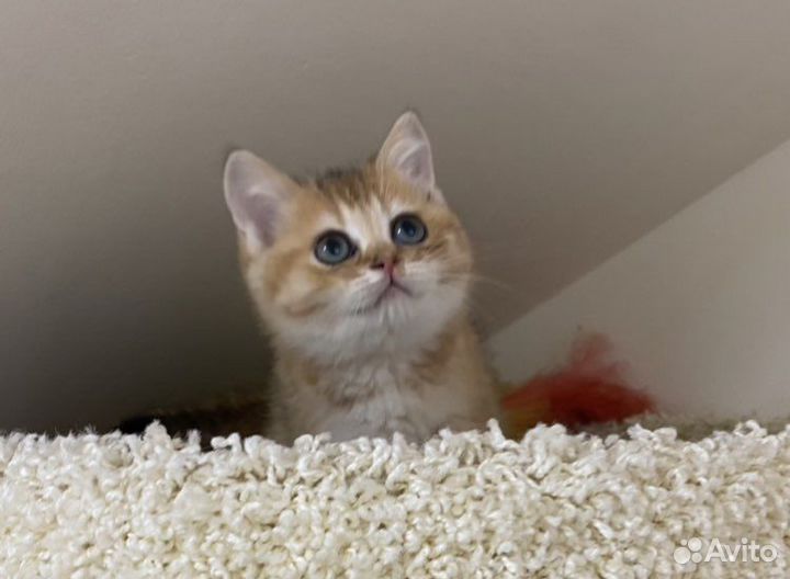 Британская золотая Кукла