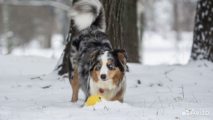 Собака для с'емок/фотосессии/реклама/кино