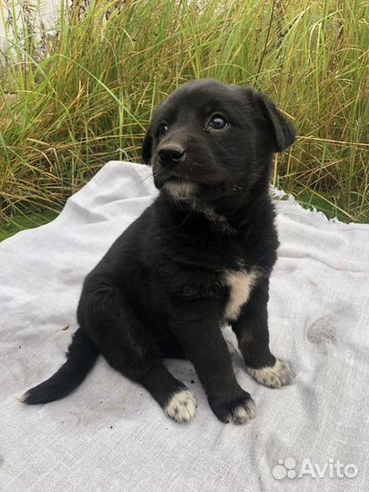 Щенок Чарли