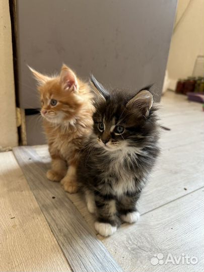 Котята мейн-кун