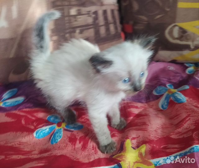 Невские Маскарадные кошки