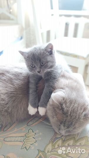 Котята в дар