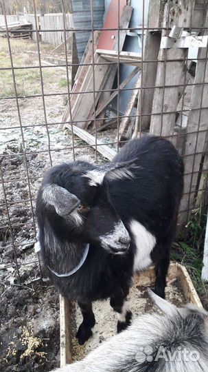 Козел зааненский