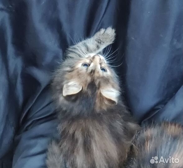 Милые котята
