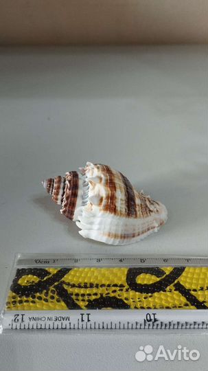 Морская раковина
