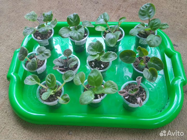 Набор деток сортовых фиалок