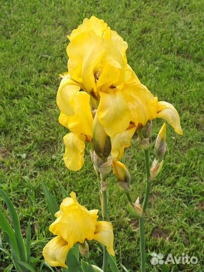 Ирисы бородатые