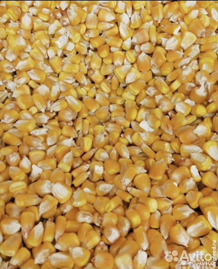 Кукуруза зерно
