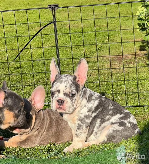 Французский бульдог мерле