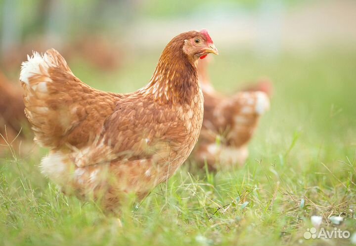 Куры несушки