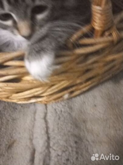 Кошечка в добрые заботливые руки бесплатно