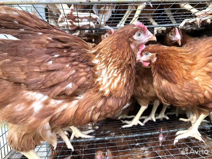 Куры несушки