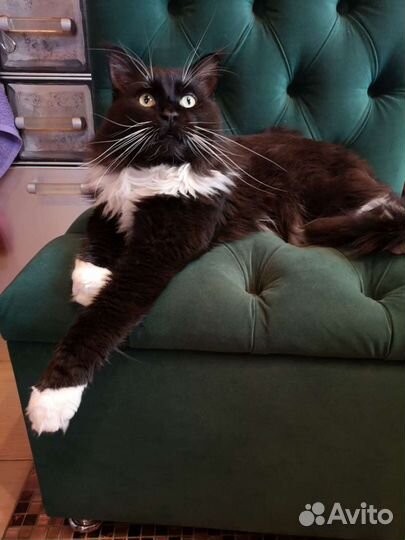 Мейн-кун вязка